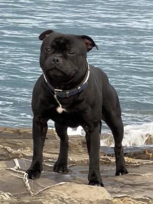 Angus