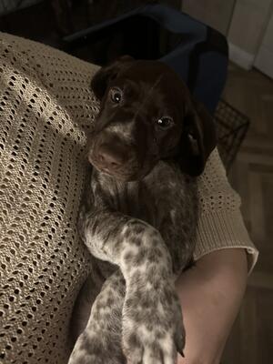 Remaining female pup