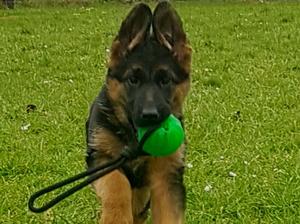 Strom female puppy