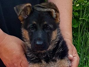 7 Weeks Female Puppy