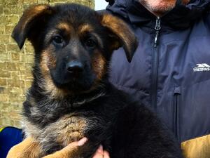 8 Week old Beautiful Girl, Extremely Well Bred!