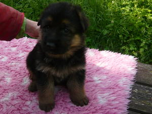 Female pup at 4Weeks