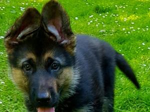 Male puppy