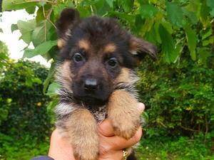 Female of 6 weeks of age.