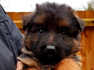 Long Coat Male at 5 Weeks