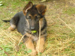 Female Puppy