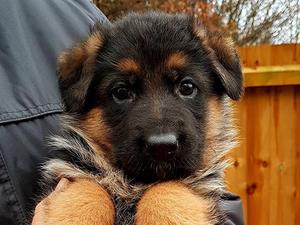 Short Coat Female at 5 Weeks