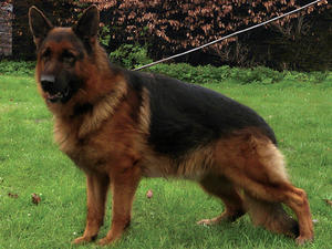 Margman Wulkan (Import Estonia) SCH 3 KKL 1