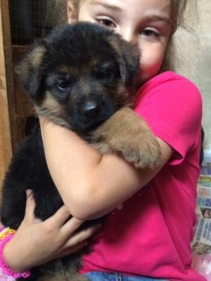 Puppy at 5 weeks