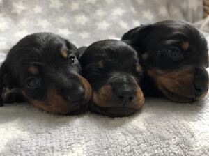 3 boys