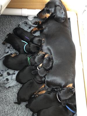 Dixie with her litter