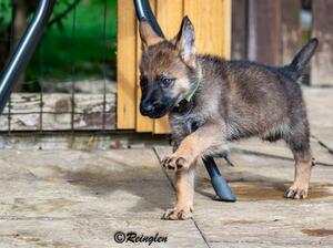 Reinglen Saracen (Green Collar Sable Male)