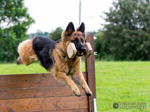 Kassi (Gabriella's Pride and Joy of Reinglen)