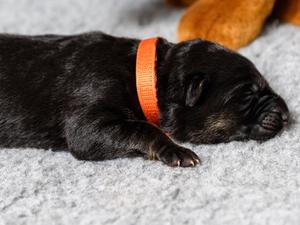 Female, Black and Tan