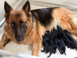 Kassi and her puppies