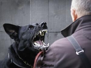Reinglen Defiant (Raven)