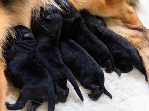 Puppies 2 days old