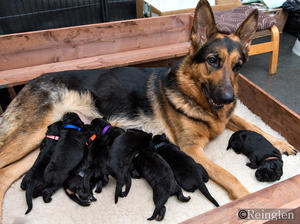 Lexi & Puppies