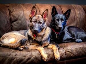 Grimm & Raven