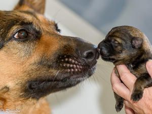 Lexi & Day old pup