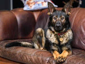 Coda (Reinhund Diamond vom Reinglen)