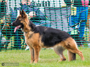 Kassi (Gabriella's Pride and Joy of Reinglen)