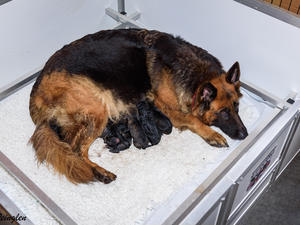 Kassi & Puppies