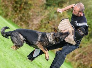 Coda (Reinhund Diamond vom Reinglen)