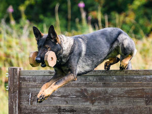Reinhund Diamond von Reinglen