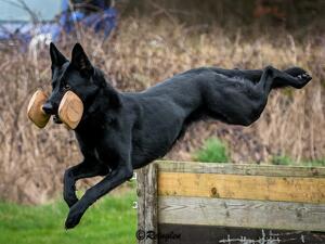 Reinglen Defiant (Raven)
