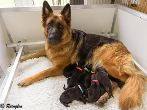 Kassi & pups