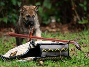 Reinglen Saracen (Green Collar Sable Male)