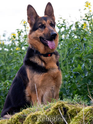 Lexi (Merjuke Obsidian Princess of Reinglen)