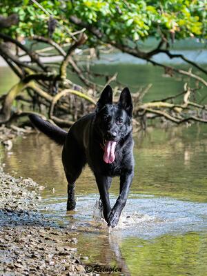 Reinglen Defiant (Raven)