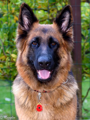 Kassi (Gabriella's Pride and Joy of Reinglen)