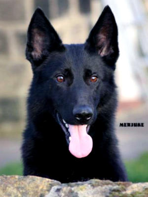 Roman (Merjuke's Warrior)