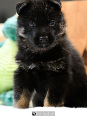 Male Pup @ 5 weeks old