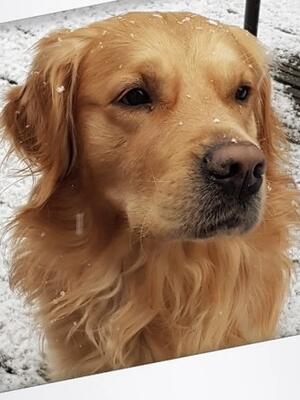 Bruno (the sire)