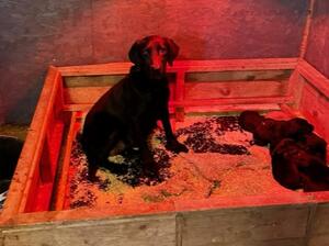 MUM RAVEN WITH PUPS