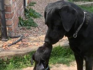 Mum and Pup