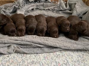 Some of our Chocolate Puppies
