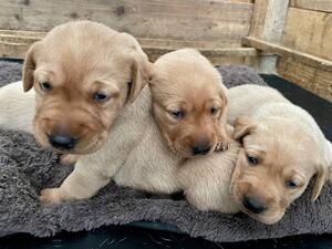 Some of our pups chunky yellows