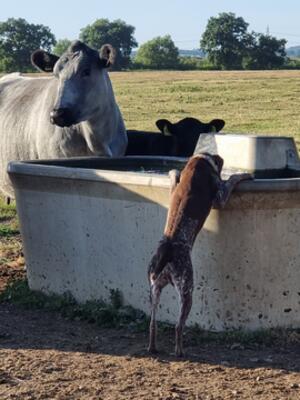 Shelby showing her confidence around our cows