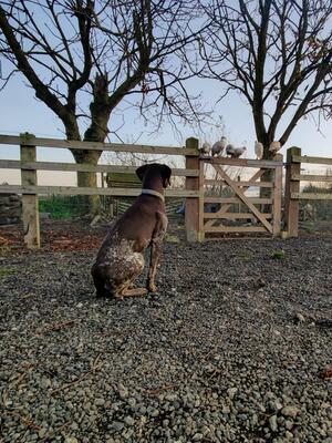 Shelby on look out for the new guinea fowl