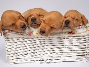 poppys pups