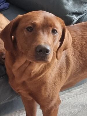 Daisy at 1