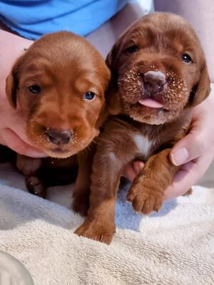 pup