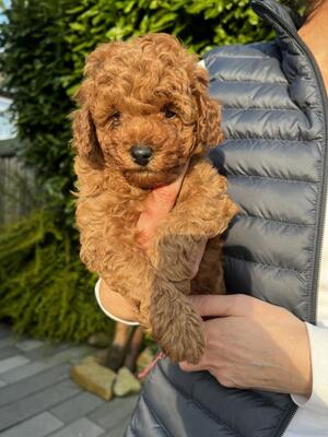 One little boy left. Ready 15th April!