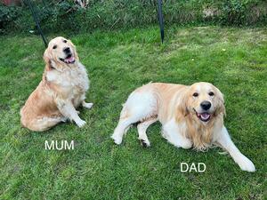 Mum and Dad