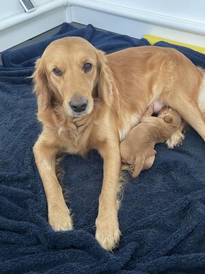 Hazel and the puppy